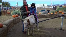 Petting ZOO at the Farm Feeding Horses and Goats Learn Animal Names for Kids part1
