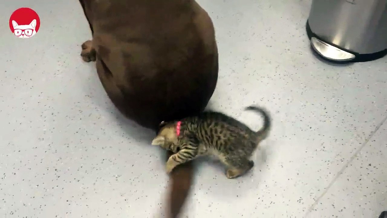 The Pet Funny Video