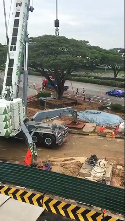 transplante de arbol