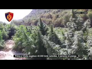 ASGJESOHEN 40.000 BIME KANABIS, ARRESTOHEN 4 PERSONA