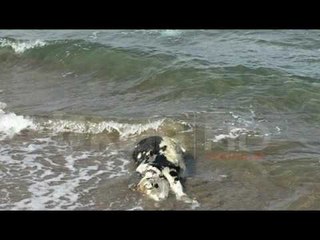 PD: QEVERIA DESHTOI ME TURIZMIN