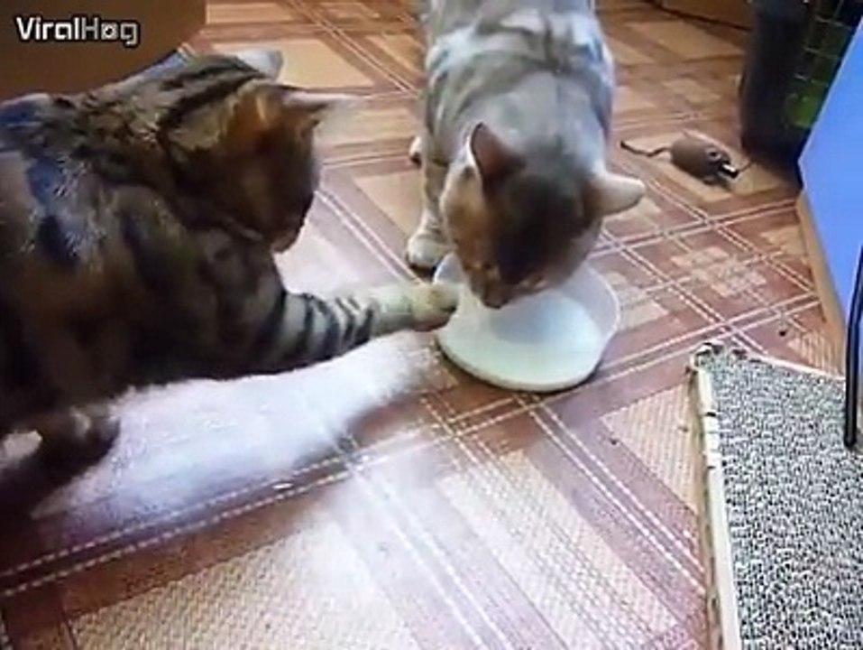 Cats Funny Video