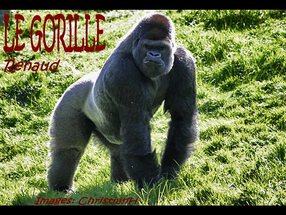 le gorille