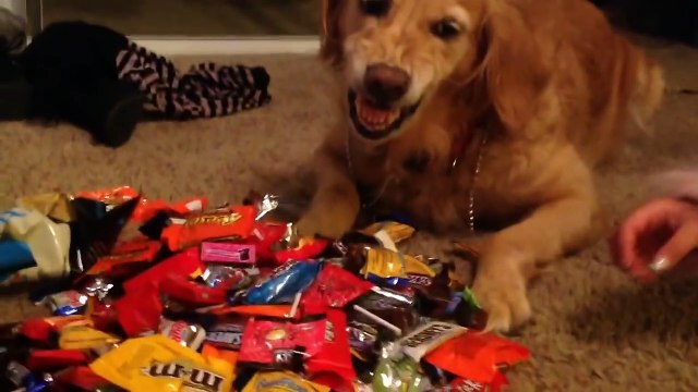 Best Halloween Tricks and Treats