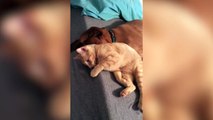 Cat Cuddles with Very Patient Dog