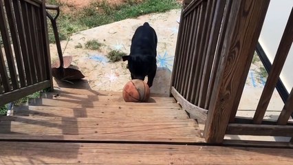 Dog Brings Favorite Basketball Up the Stairs