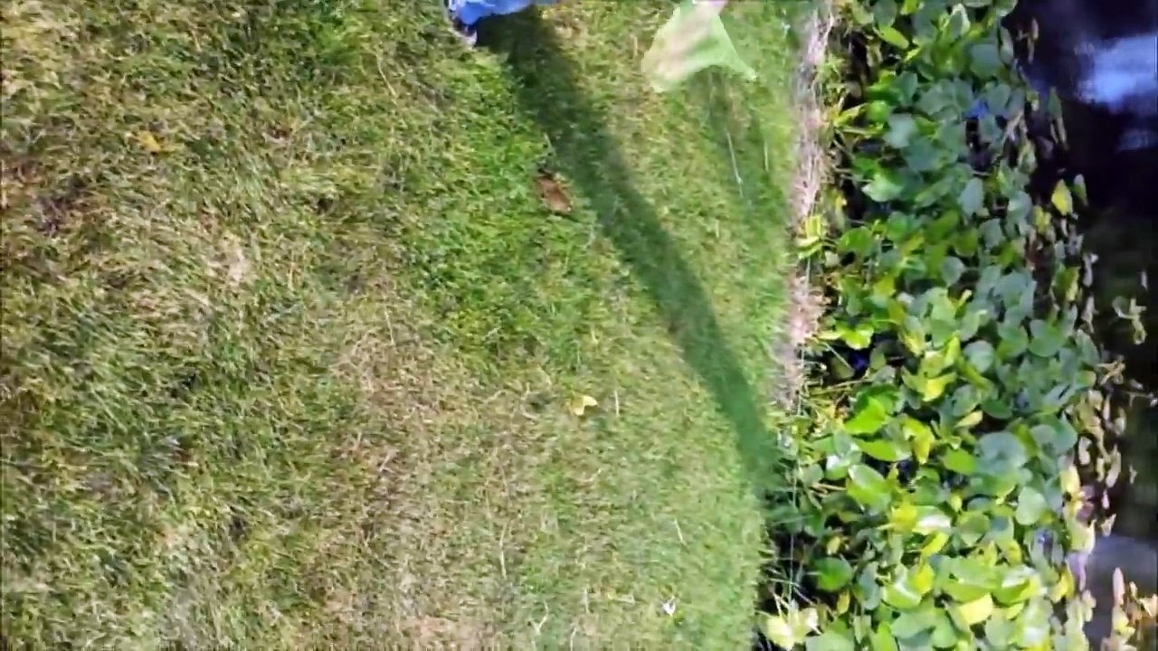 Frog Gets Caught and Hops Away with Net