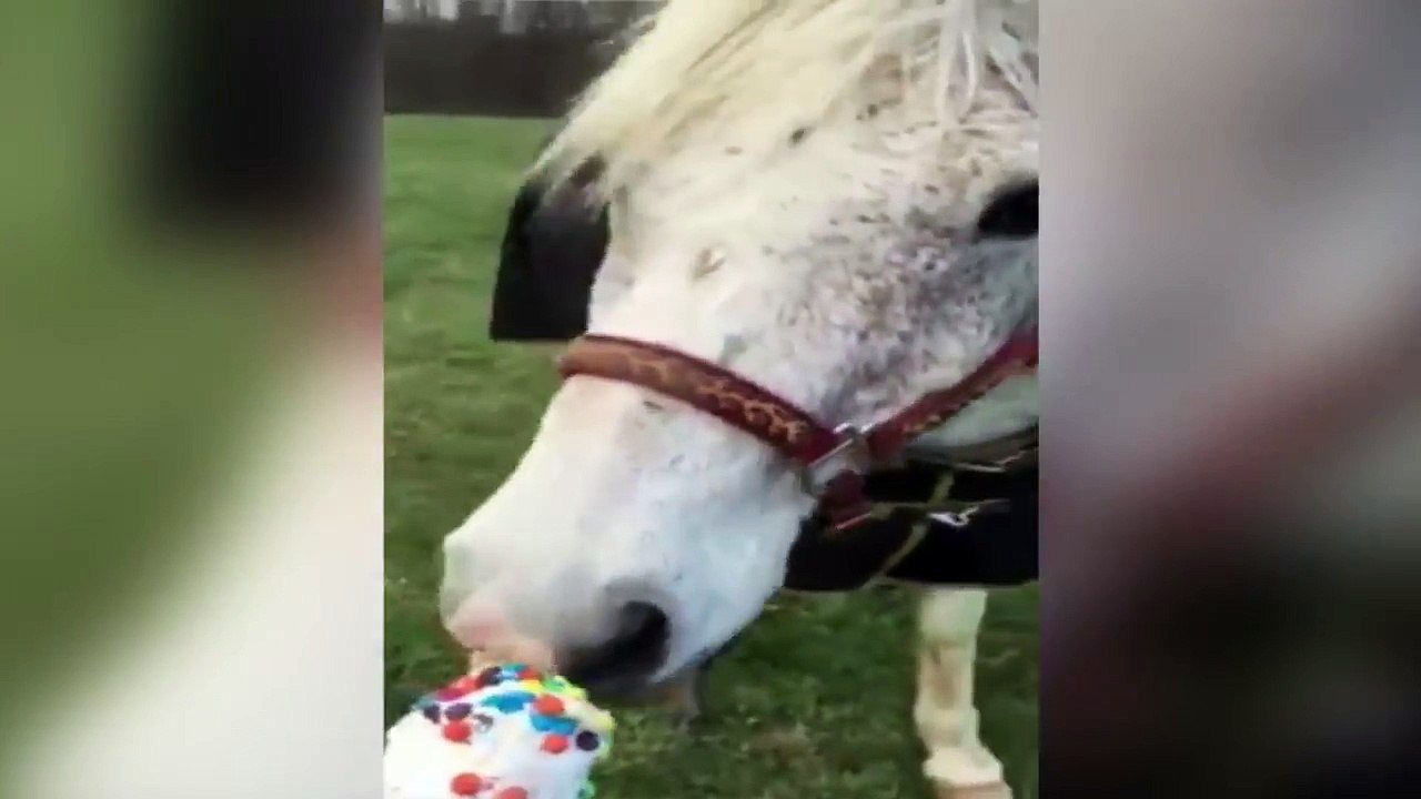 Horse Tries Ice Cream for the First Time