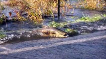 Spawning Salmon Crossing Road In State