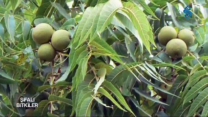 Cevizin Faydaları - Şifalı Bitkiler