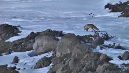 Tilkinin Kar Altındaki Yaşam Mücadelesi