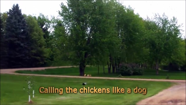 Il appelle les poules comme si c'etait des chiens