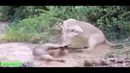 Tải video: 15 LOCAS Peleas de Animales Capturados En Cámara | Más Increíble de Animales Salvajes Ataques de 2016