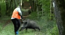 Les plus dangereux moments de chasse au sangliers