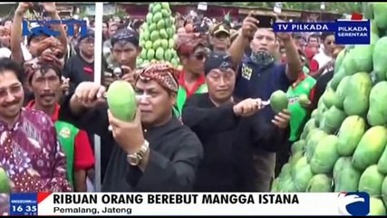 Ribuan Orang Berebut Mangga Istana