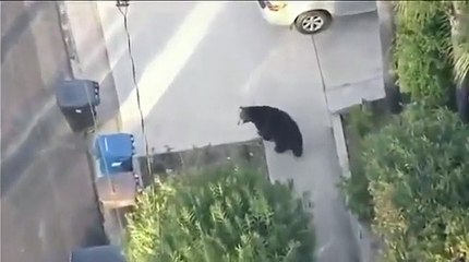 Un jeune se retrouve dans la rue, nez à nez avec un ours !