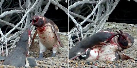 Penguin beat up another penguin who was cheating with his penguin wife