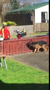 Le maître sait que le facteur fait ça à son chien à tous les jours, puis il le capte enfin sur caméra!