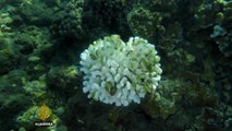 Coral catastrophe: The race to save our dying reefs - TechKnow