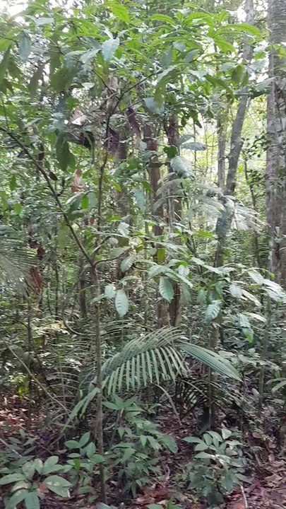 dans la foret vers la grand mere de l'amazone