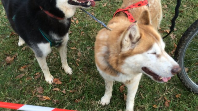 Courses de chiens de traîneau