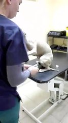 La manière dont se comporte ce chien dans le cabinet du véto est vraiment impressionnant !