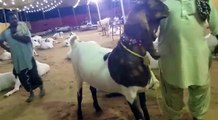 -- Bakra Mandi -- Cow Mandi -- Sohrab Goth -- Jinnah Cattle Farm -- 2016 -- - YouTube