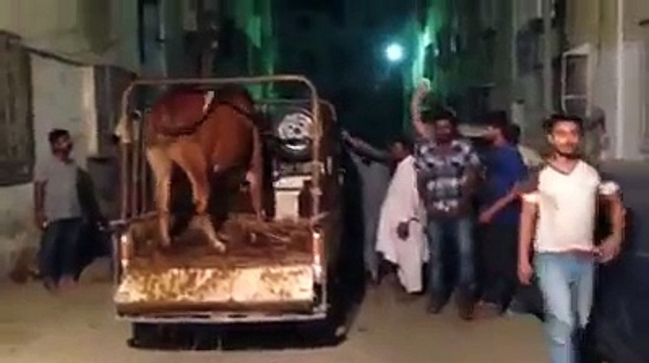 Cow Enter In Apartment.