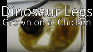 Dinosaur Legs Grown on a Chicken