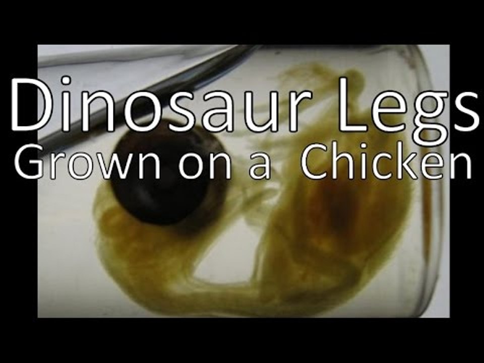 Dinosaur Legs Grown on a Chicken