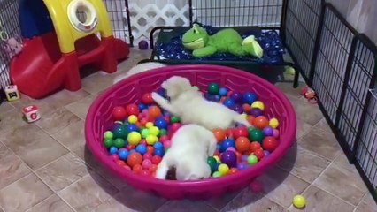 Golden Retriever puppies go crazy for ball pit