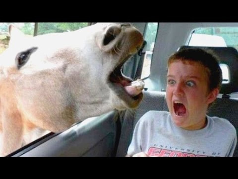 Funniest and most hilarious moments on Earth that can make anyone laugh - Funny compilation