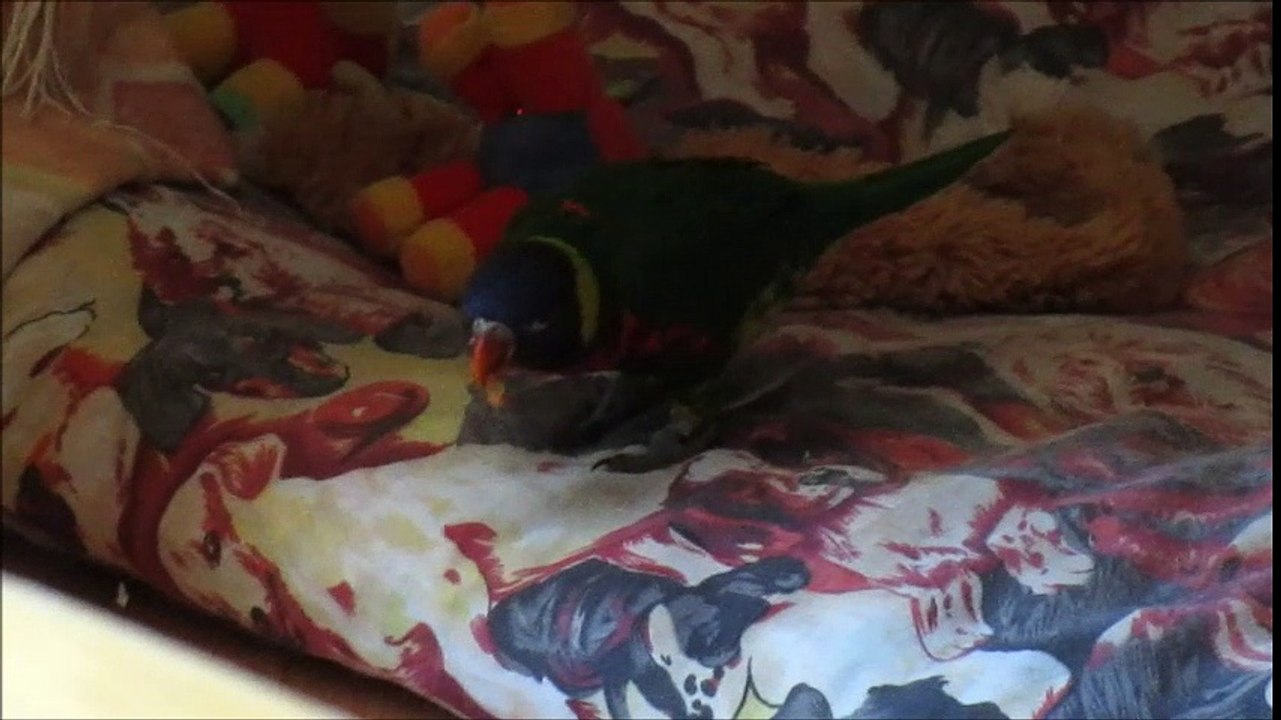 linotte luciole et maribelle