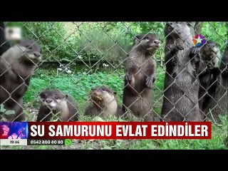 Su Samurunu Evlat edinen Balıkçılar onu elleriyle besliyorlar