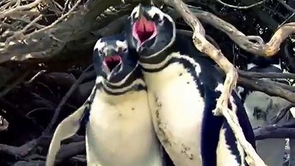 Penguin husband-comes-home