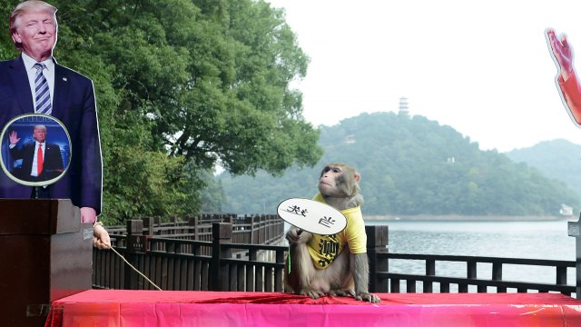 Monkey predicts Trump election victory