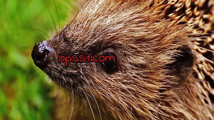 강북오피 (Opss1.com) 오피에스 강북오피