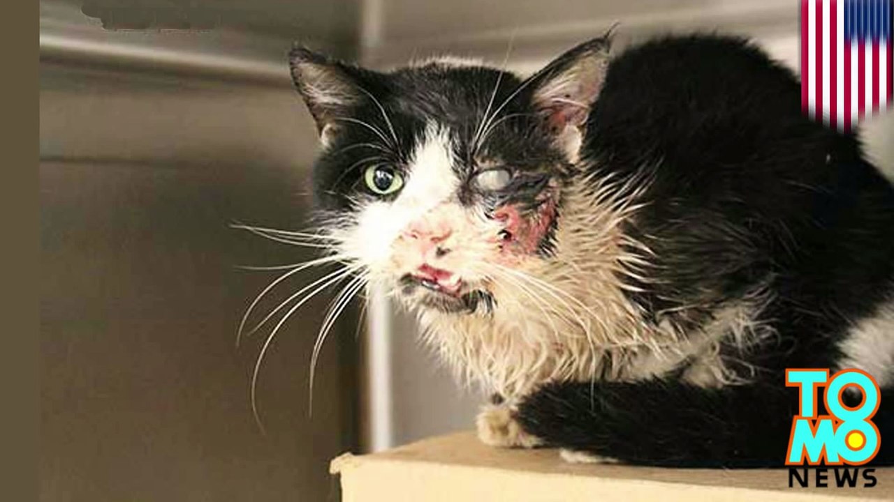 Incroyable ! Mort et enterré le félin revient à la vie 5 jours plus tard