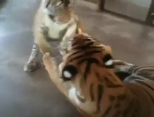 Retrouvé dans un état piteux, la transformation de ce tigre 8 mois après est exceptionnelle