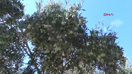 Antalya - Gazipaşa'da 37 Bin Ton Zeytin Rekoltesi Bekleniyor