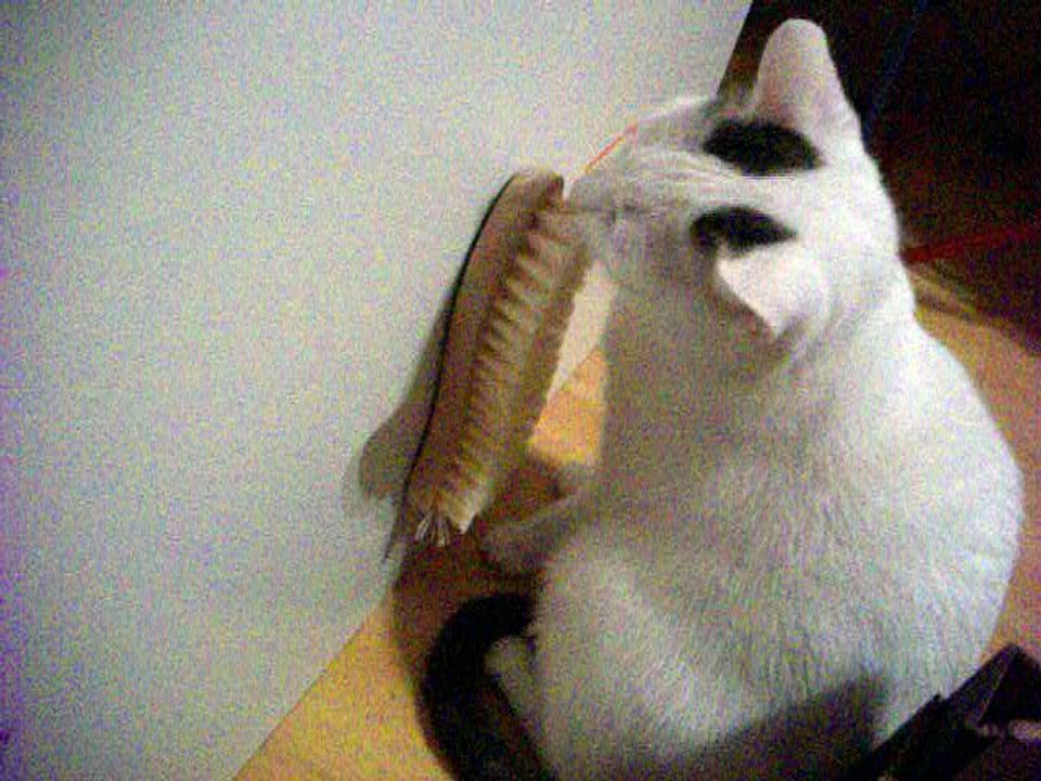 Harvey und Vinzent am 06.11.2016