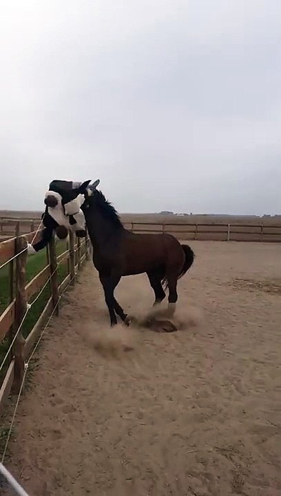 Un cheval joue avec un cheval... en peluche !