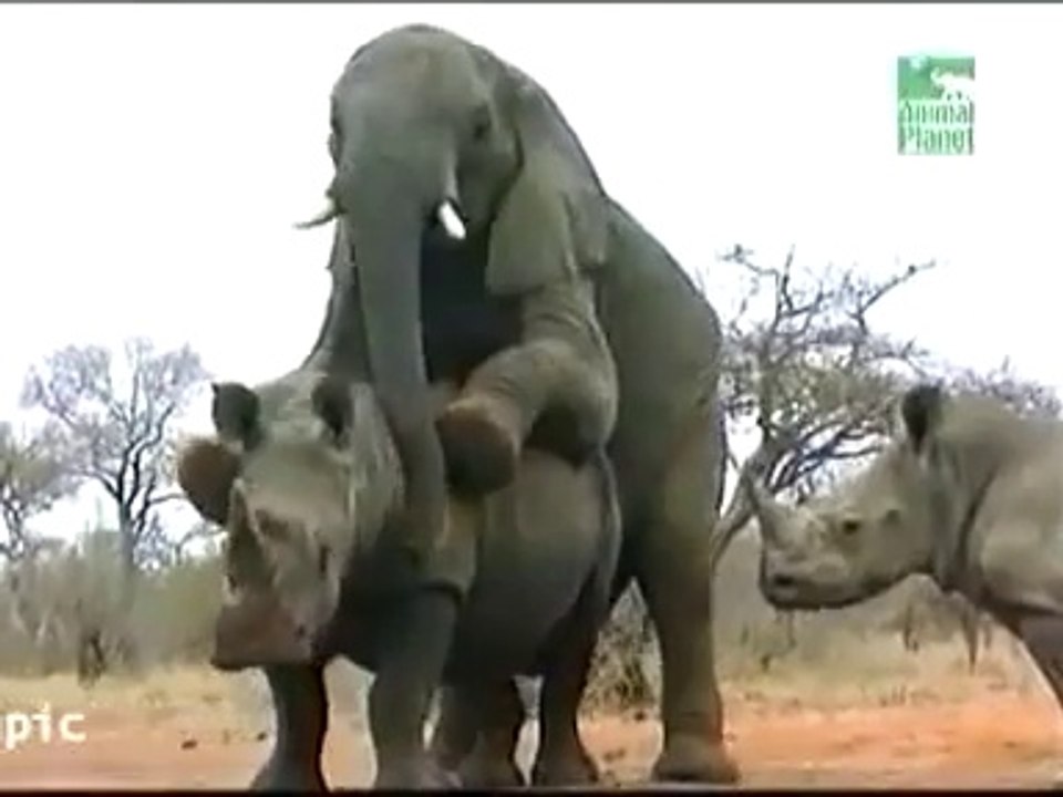 Un éléphant tente de forniquer avec un rhinocéros
