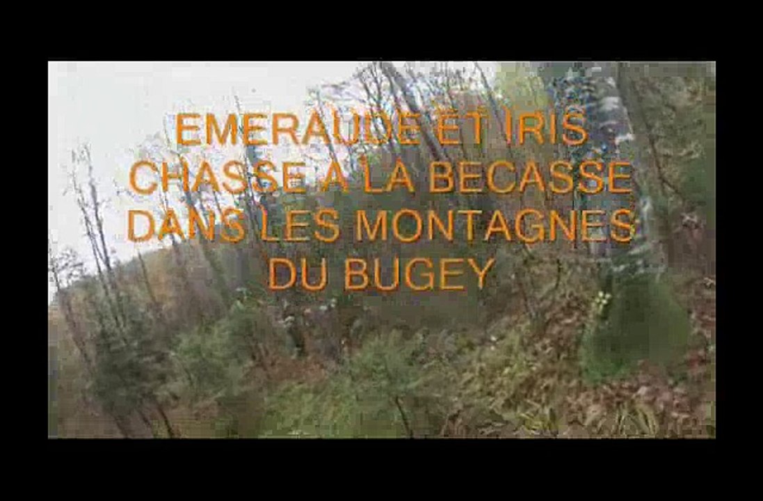 BECASSE DANS LES BOIS