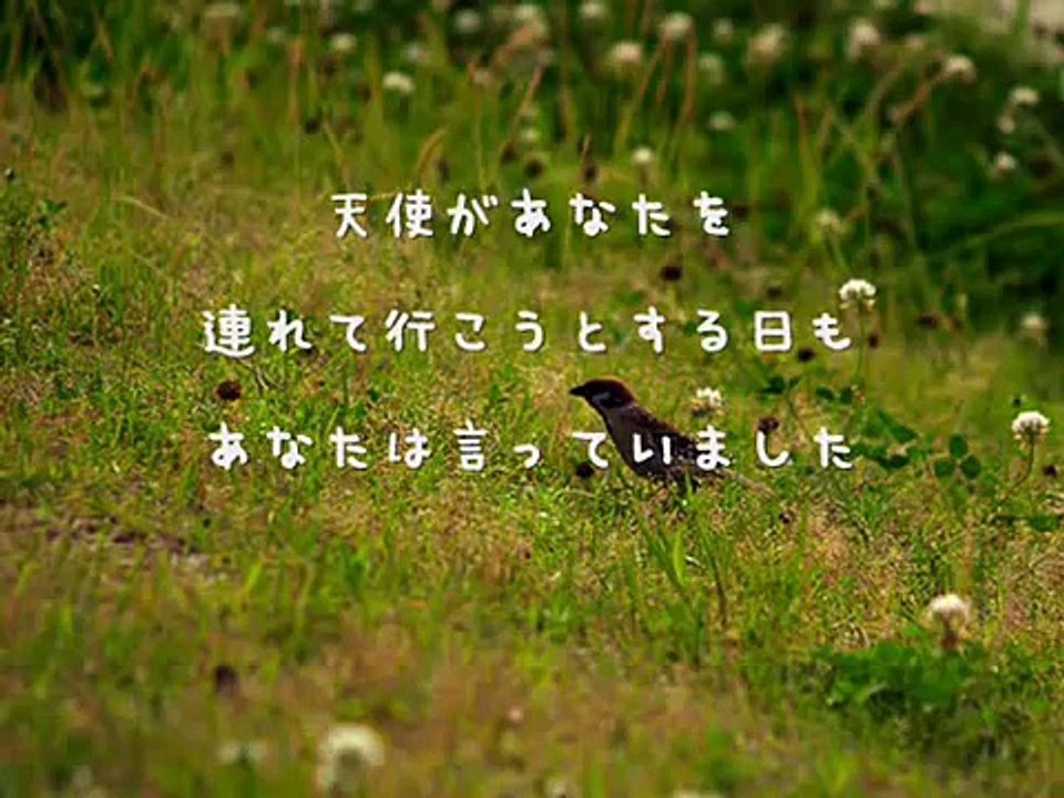 【Hawaiian6】 A LOVE SONG 【日本語訳】