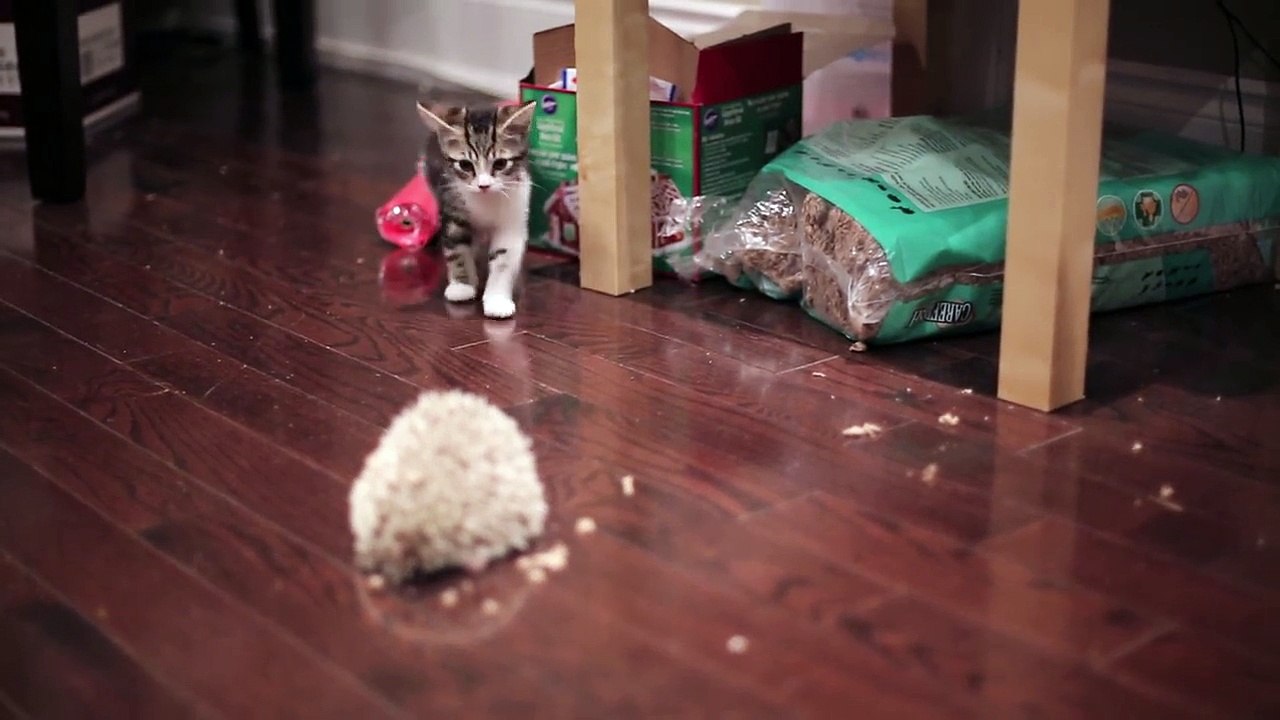 Ce chaton voit pour la première fois un hérisson, leur rencontre est juste adorable