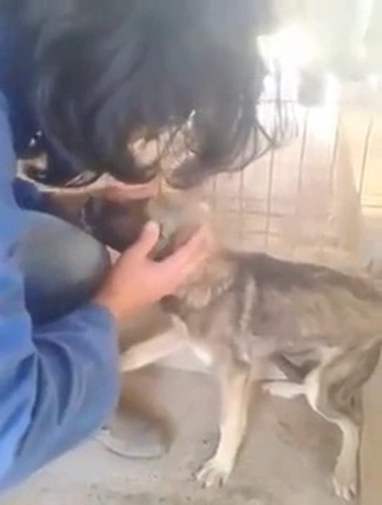Quand cette femme touche ce chien, il réagit d'une façon incroyable. Regardez !