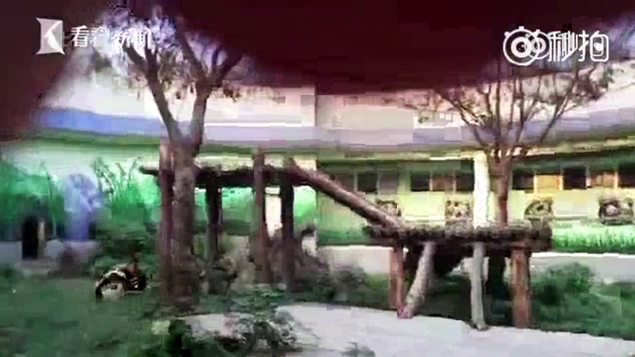 Un homme s'introduit dans l'enclos d'un panda pour le réveiller