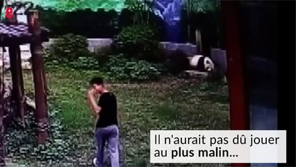 Chine : un panda géant un peu trop affectueux
