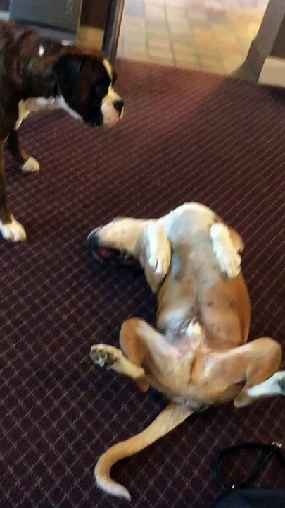 Un chien est inquiet quand son pote fait le mort